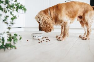 Dog Food for Senior Dogs
