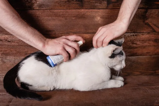 Best Flea Treatment for Cats